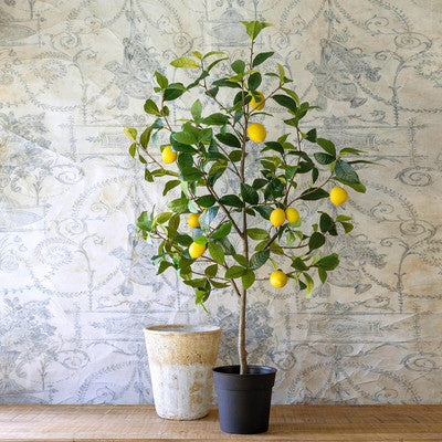 Lemon Tree in plastic pot AND distressed concrete planter